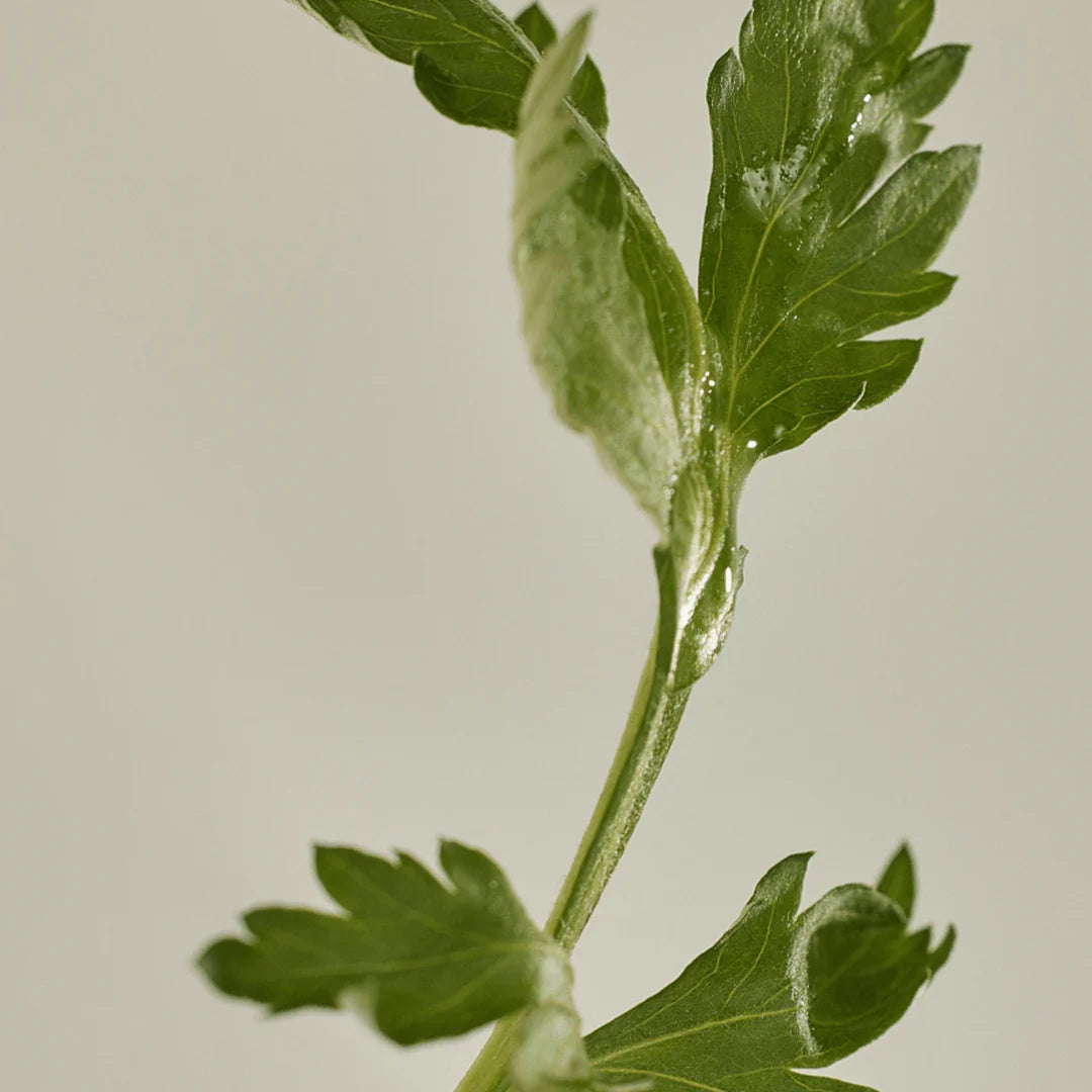 朝鲜时代之美哑光防晒棒艾蒿+山茶花
